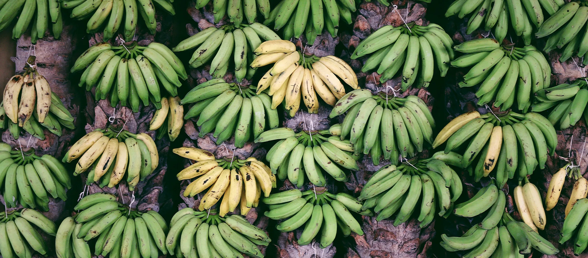 ニッポン・プロダクション・ブラジル - ブラジルの映像制作パートナー